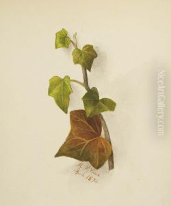 Untitled (Ivy) by Mary Vaux Walcott