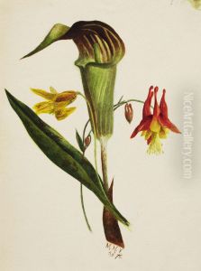 Untitled (Jack in the Pulpit)