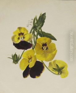 Untitled (Pansies) by Mary Vaux Walcott