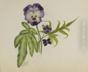 Untitled (Pansy) by Mary Vaux Walcott