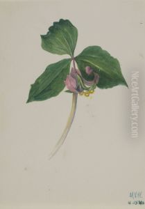 Untitled by Mary Vaux Walcott