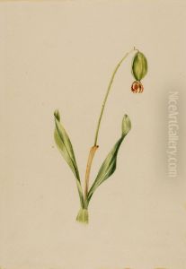 (Untitled) (Plant Study) by Mary Vaux Walcott