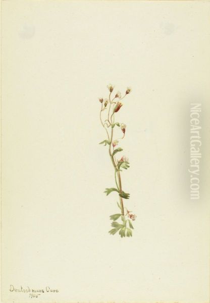Untitled--Plant Study - view 1