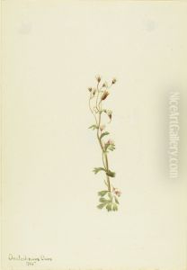 Untitled--Plant Study by Mary Vaux Walcott