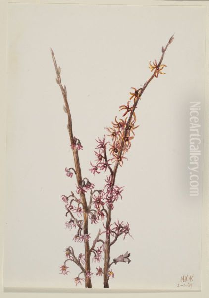 Untitled--Plant Study - view 1