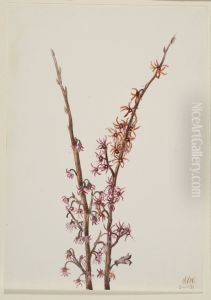 Untitled--Plant Study by Mary Vaux Walcott