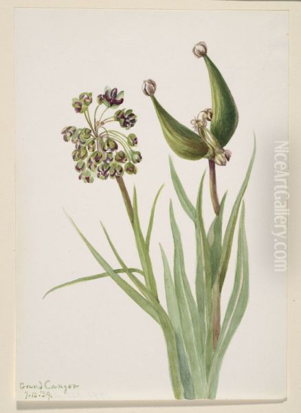 Untitled--Plant Study - view 1