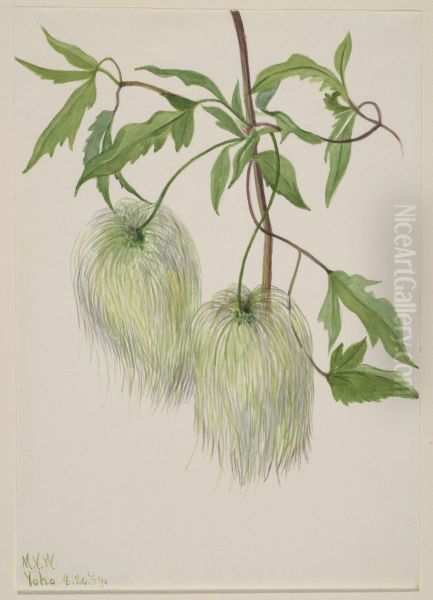 Untitled--Plant Study - view 1
