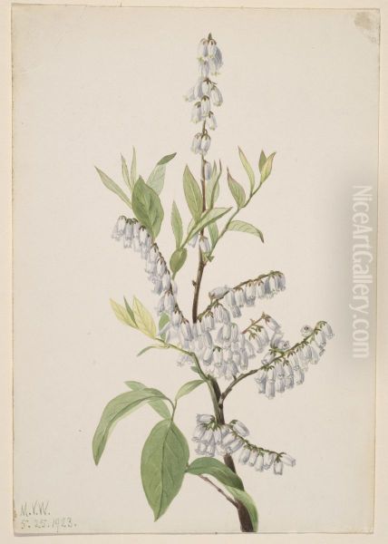 Untitled--Plant Study - view 1