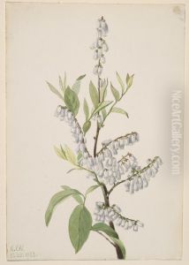 Untitled--Plant Study by Mary Vaux Walcott