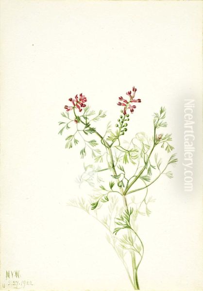 Untitled--Plant Study - view 1