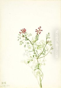 Untitled--Plant Study by Mary Vaux Walcott