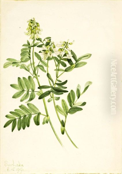 Untitled--Plant Study - view 1