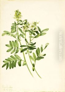 Untitled--Plant Study by Mary Vaux Walcott