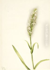 Untitled--Plant Study by Mary Vaux Walcott