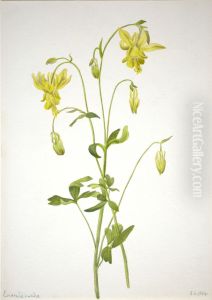 Untitled--Plant Study by Mary Vaux Walcott