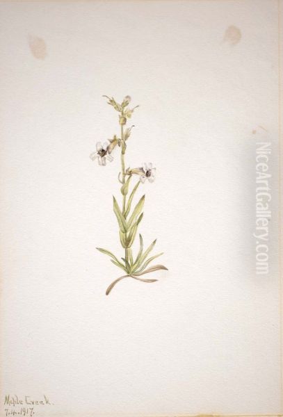 (Untitled--Plant Study) - view 1