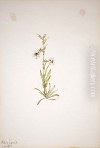 (Untitled--Plant Study) by Mary Vaux Walcott