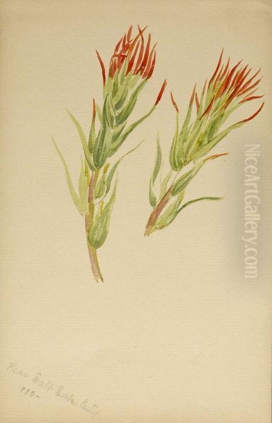 (Untitled--Plant Study) - view 1
