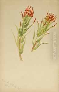 (Untitled--Plant Study) by Mary Vaux Walcott