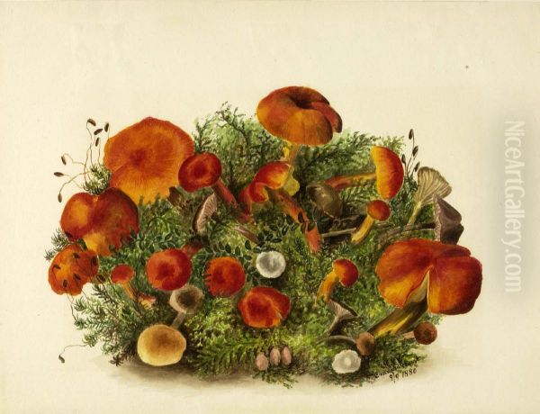 (Untitled--Study of Mushrooms) - view 1