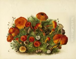(Untitled--Study of Mushrooms) by Mary Vaux Walcott