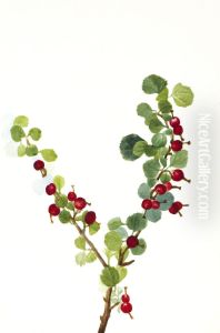 Currant (unfinished) (Ribes species)
