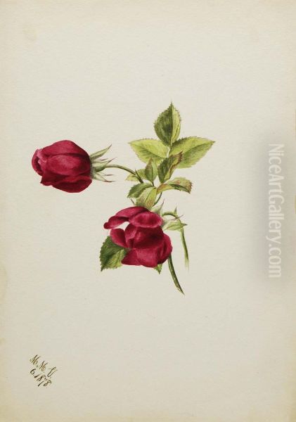 (Untitled--Rose) - view 1