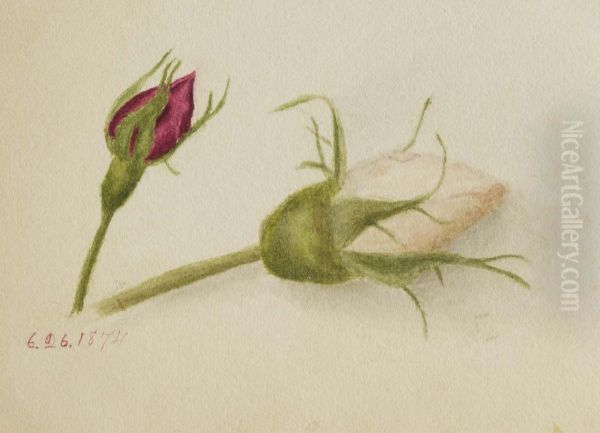 Untitled (Rosebuds) - view 1