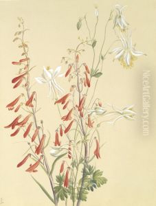 Untitled--Flower Study by Mary Vaux Walcott