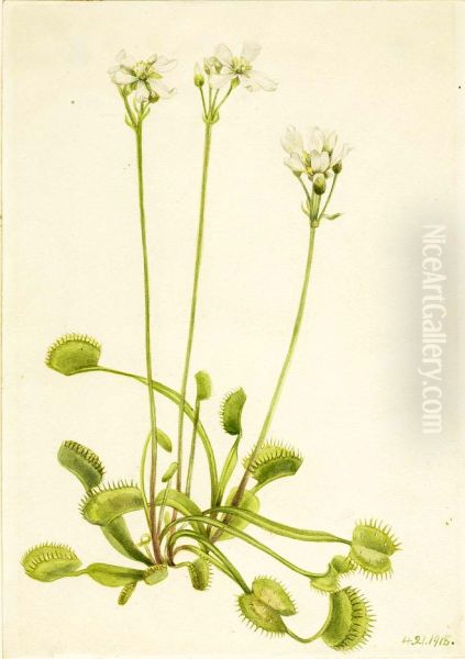 Venus Flytrap (Dionaea muscipula) - view 1