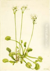 Venus Flytrap (Dionaea muscipula)