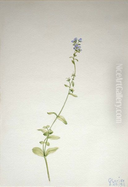 Veronica serpyllifolia - view 1