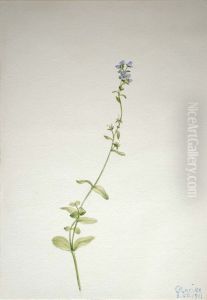 Veronica serpyllifolia
