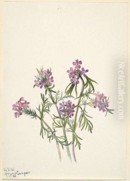 Vervain (Verbena wrightii) - view 1