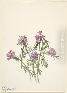 Vervain (Verbena wrightii) by Mary Vaux Walcott