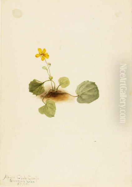 Viola orbiculata - view 1
