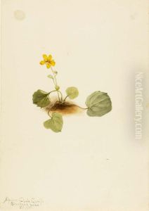 Viola orbiculata