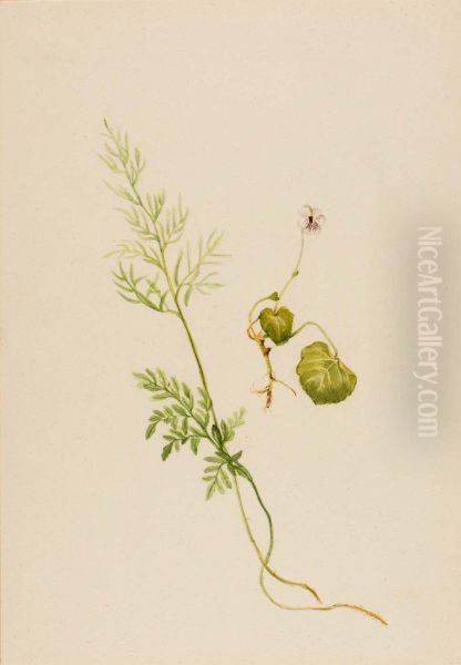 Viola palustris - view 1