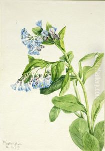 Virginia Bluebells (Mertensia virginica)