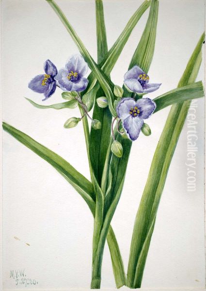 Virginia Spiderwort (Tradescantia virginiana) - view 1