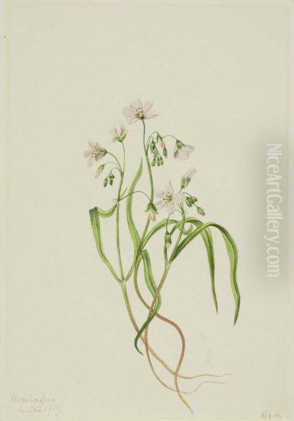 Virginia Springbeauty (Claytonia virginica) - view 1