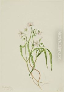 Virginia Springbeauty (Claytonia virginica)