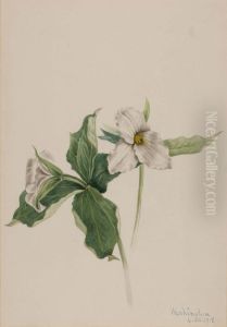 Wake-Robin (Trillium grandiflorum)