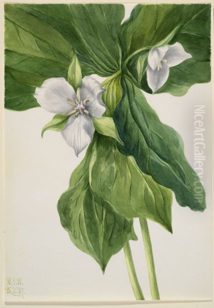 Wake-Robin (Trillium simile) - view 1