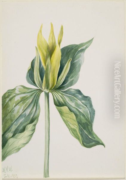 Wake-Robin (Trillium underwoodii) - view 1