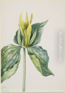 Wake-Robin (Trillium underwoodii) Wake-Robin (Trillium underwoodii)
