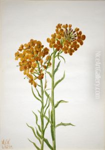 Wallflower (Erysimum wheeleri)