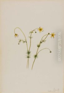 Water Crowfoot (Batrachium trichophyllum) by Mary Vaux Walcott