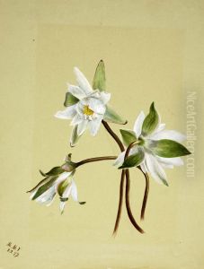 Water Lilies (Castalia odorata) by Mary Vaux Walcott